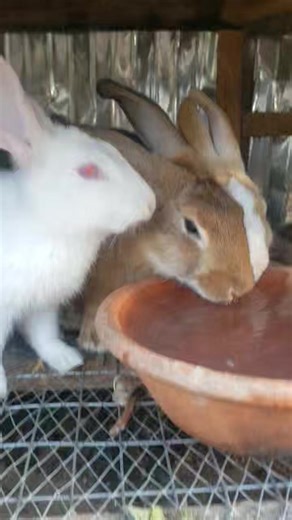 Water As A Very Important Rabbit Nutritional Requirement. The Need for Water: Water makes up about two-thirds of a rabbit’s body. It helps the rabbit digest food, absorb nutrients and remove waste. It also helps keep the rabbit’s body temperature within a normal range (102 °F to 103 °F). Water is one of the most common substances in nature and one of the most vital nutrients in most animal's diet. In fact, rabbits and other animals need clean water to live. But because it’s so common, water and 