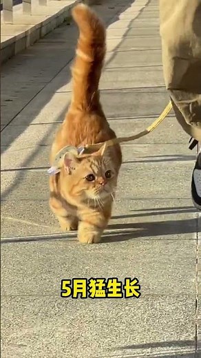 Top 5 Must-Know Stages of a Kitten's Life for New Cat Parents