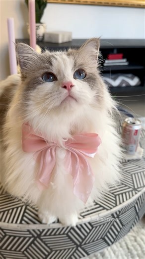 George & Eleanor’s Ragdoll color and pattern is one of our most frequently asked questions! #ragdollcat #ragdoll #ragdollpattern #ragdollcolor #bluepointragdoll #sealpointragdoll #lynxpoint #cutecat #fluffycat #catparent #coquette #catsinbowties #catsofinstagram #catlady | Sir George