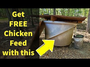 Feeding Our Chickens for FREE with Black Soldier Fly Larva (BSFL) - ProtaPod