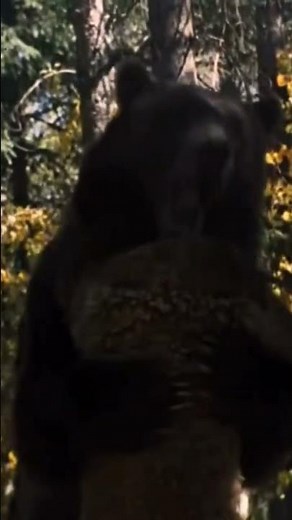 Legends Of The Fall Ending Tristan Bear.... It Was A Good Death