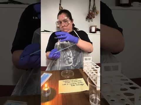 Microbiology lab 3 Isolation Streak Plate Technique 09/19/2025