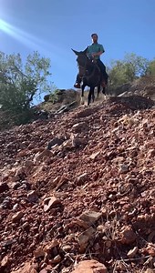 26K views · 972 reactions | Eric Parmer & Bo This is another excellent trail mule that will be offered at auction during the Missouri Mule Makeover/Ozark Mule Days Labor Day Weekend. Kick N A Mules and Donkeys | Missouri Mule Makeover/Ozark Mule Days | Facebook