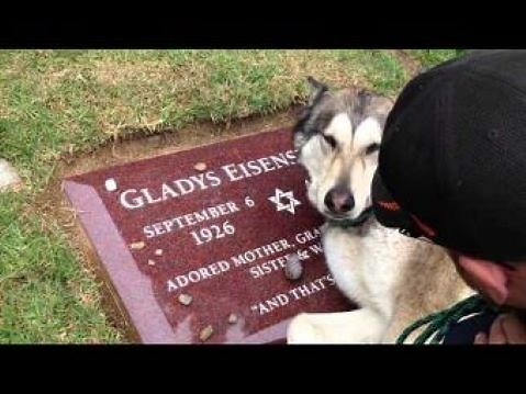 Dog 'Cries' At Grave: 'Wiley Crying Over Grandma' (VIDEO)