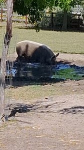 2.9K views | Some days, you just need a good mud bath! This happy pig at Farm Sanctuary SA is living its best life. The Wild Buggers always find something interesting, even when our VW Air cooled vehicle motors are off! Our next adventure is the Annual Lights For Life Run on the 29th of November 2025! Come light up your VW Classic for this great cause! | Beach Buggy Club | Facebook