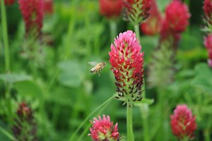 When to plant cover crops to improve garden soil for next season