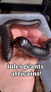 Le millepatte géant africain! (Archispirostreptus gigas) Surnommé le iule géant africain, le plus long des diplopodes au monde! #millepattesgéant #iules #animaux #nacfamily #rock_n_insectesYT | GP Ramponi