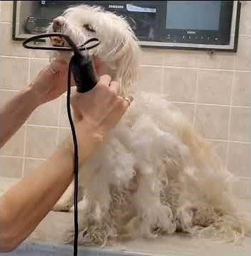 Matted Havanese/Bichon, dog grooming without restraints, Clip from full video