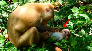 29K views · 657 reactions | Oh no  Rainbow fall on grass by mom Libby shaking push her, so sad | Adorable Monkey | Facebook