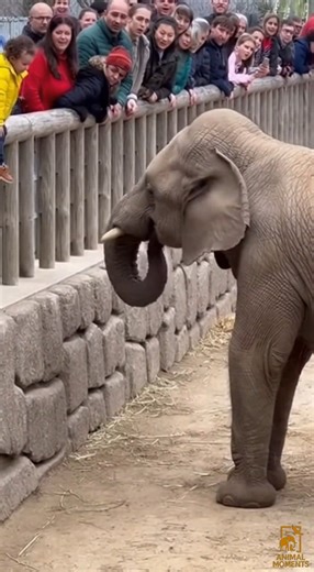 The child slipped too close. Everyone held their breath. Then the elephant gently reached out— lifting the child like it was nothing, and placing them safely back with their parents. Sometimes the biggest hearts come with the biggest trunks. #Elephant #Heartwarming #AnimalMoments #AnimalLove #ZooMoments | Animal Moments