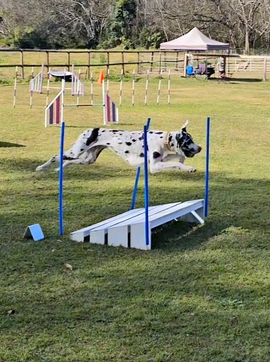 first time completing an entire novice course @@fitdogfarm 🙌 #greatdanesoftiktok #greatdane #agilitydogintraining #dogsports #dogsport #sportdog #agilitydogsoftiktok #agilitydog #agilitytraining