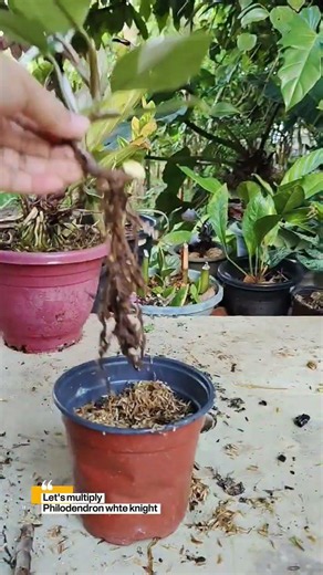 How to propagate Philodendron White Knight #homegardening #usefultips