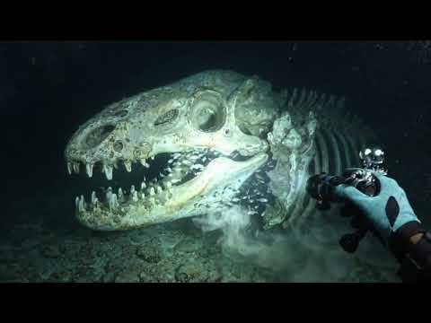 Discover the skeletons of prehistoric animals buried beneath the ocean floor.