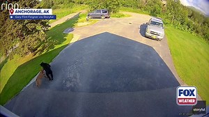 Dog chases bear away from Alaska home, owner protects man's best friend