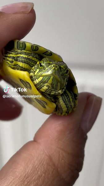 Introducing: The Flash ⚡️ but with a shell.. #turtle #turtletok #redearedslider #redearedsliderturtle #babyturtle #petsoftiktok #fyp