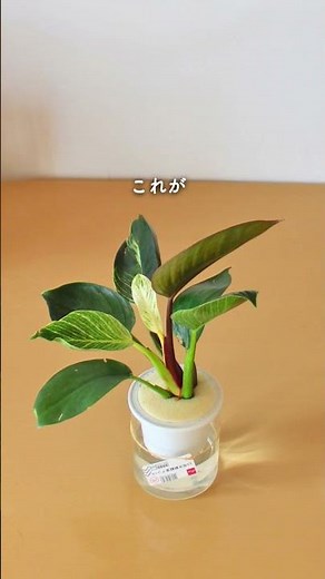 土なし 4年目のダイソー植物 #観葉植物 #ダイソー植物 #水耕栽培#フィロデンドロンバーキン#フィカスルビー #plants