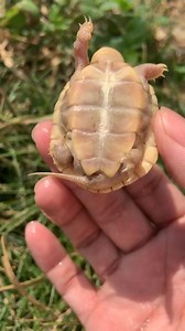 #Albino Reeves' Turtle - Mauremys reevesii | Snow Pear