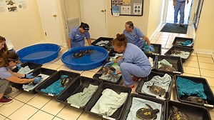 Endangered sea turtles flown to Florida to avoid freezing