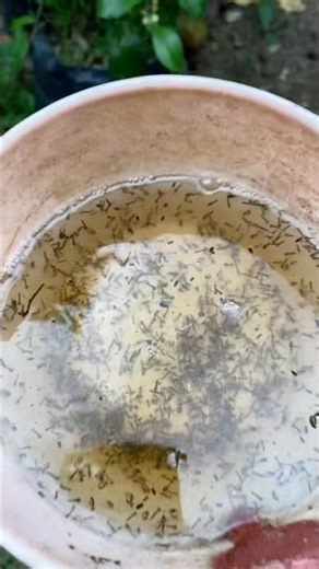 This many mosquito larvae? Our fish in the aquarium are automatically happy #kokkalai
