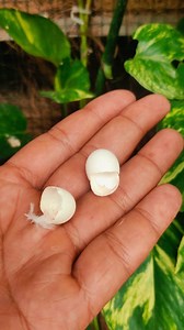 Beautiful natural nest of diamond doves in money plant Alhamdulillah 🐣 🐣 🐣 hatched #diamonddove #birdslover #viralvideo #walkinaviary #aviarygarden | Ahsaan Elahi