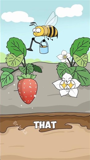 How Pollination Affects Strawberry Growth