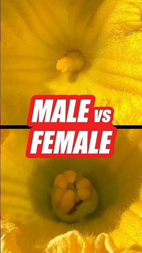 Male vs Female Pumpkin Flowers