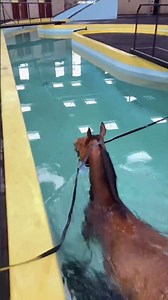 Hourse is a better swimmer than human #shortsvideo