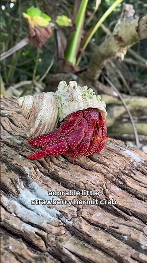 Take a walk with me on Palmyra Atoll to look for wildlife!