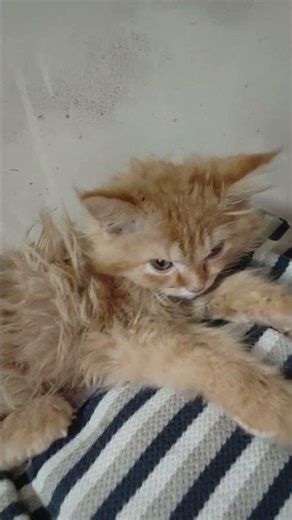 my persian cat going to.sleep #persiancat #petlover