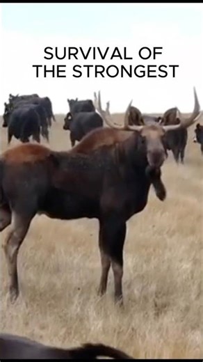 ELK FIGHT – BATTLE OF THE GIANTS #elk #deer #wildlife #animals