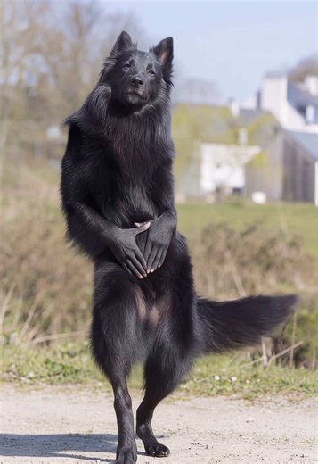 Belgian Shepherd dance #dancingdog #funnyvideo #trending #dogdance #foryoupage