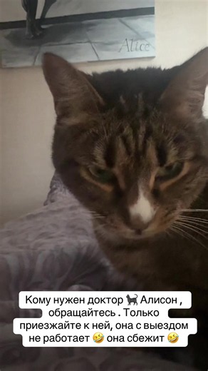 #коты #спасениеживотных #бездомный #кот #алисавстранечудес