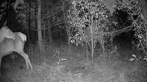 Male Red Deer Cervus Elaphus Following Stock Footage Video (100% Royalty-free) 3669919037 | Shutterstock