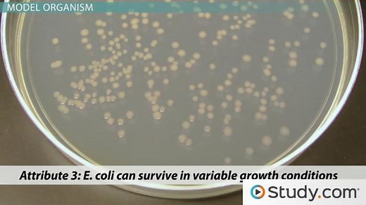 Escherichia coli (E. coli) as a Model Organism or Host Cell