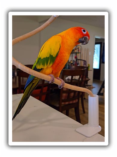 Mango Sun Conure: Woke Up Like This ❤️🦜