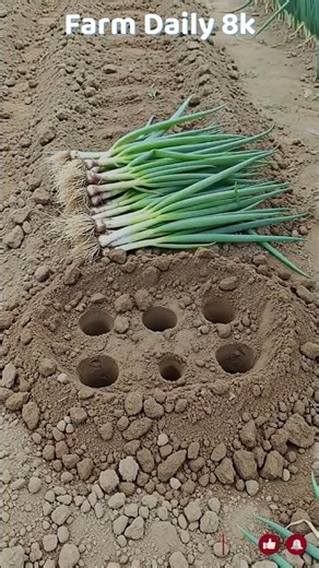 Smart Onion Planting Machine & Technique 🧅🌱 #shorts #viral #farm #Nature #Satisfying