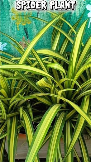 Air Purifying Plant Series #2 🌱 Meet the Spider Plant! 💚