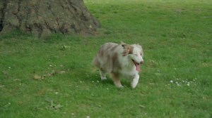 Australian shepherd running in the park - Free Stock Video Footage | Coverr