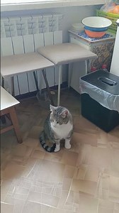 Красавица Софа #cat #милота #кошки