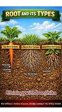 ROOT AND ITS TYPES🌱 #roots #types #plantanatomy #botanybasics #rootsystem #botanylovers #biology
