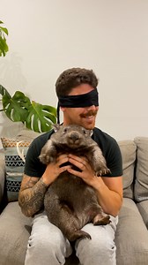 1.1M views · 48K reactions | This guy is the best dad to his baby wombats! To celebrate Father's Day, we decided to see if Kurt could tell his baby wombats apart while blindfolded... ❤️ Keep up with Bindi, Billy & Little Miss on Instagram: thedo.do/kurtaaron88 | The Dodo | Facebook