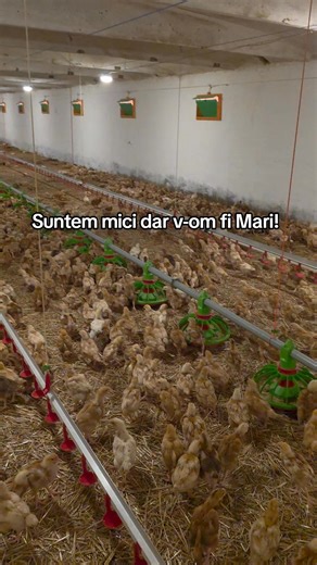O zi normală în fermă nu are nimic „wow”. Doar rutină, atenție și muncă făcută cu cap. Așa se cresc păsările corect — puțin câte puțin, în fiecare zi. 🐥🌾 #avicolaracari #avizoo #viatalaferma #rutina #cresterecorecta #puiromanesc #pasarisanatoase #fermagospodareasca #fermier | Avicola Racari