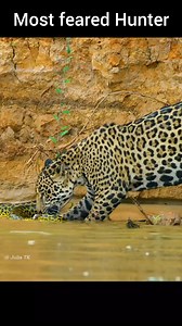 239K views · 1.7K reactions | In the heart of the wild, the jaguar...