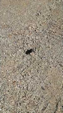 Drunken Stink Beetle Rescue