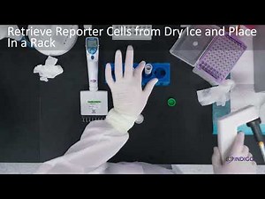 INDIGO Biosciences' Luciferase Reporter Assay Tutorial, 96-Well Format, Non-Preincubation Protocol