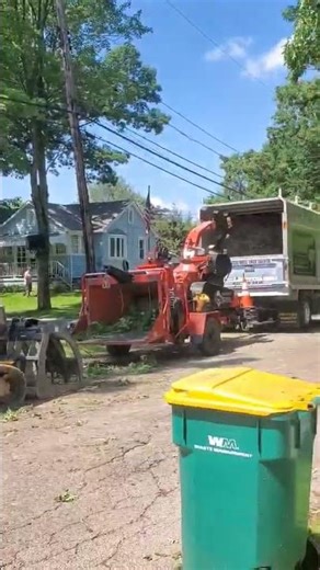 Large Tree Removal Cleanup