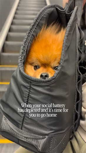 Cowboy the Pom 🦴 | Cow is not currently accepting any “ooos”, “awwws”, or pets at this time. Please show him some respect. 💤😴 #pom #pomeranian #showdog... | Instagram