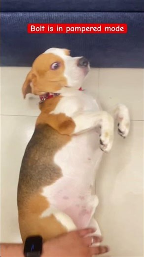 Bolt in Full Pamper Mode 🛁🐶 | Royal Spa Day Vibes #beagle #pouffes