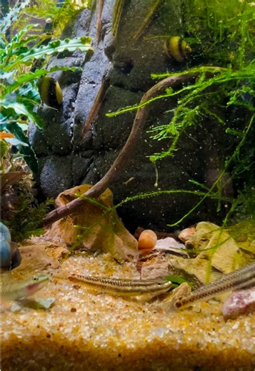 Some days, you just need some alone time. #goby #aquarium #hillstream #aquascape #aquariumlife