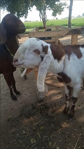 "Goat Eating Grass 🐐🌿"#Goat 🐐#CuteGoat 😍#AnimalVideo 🎥